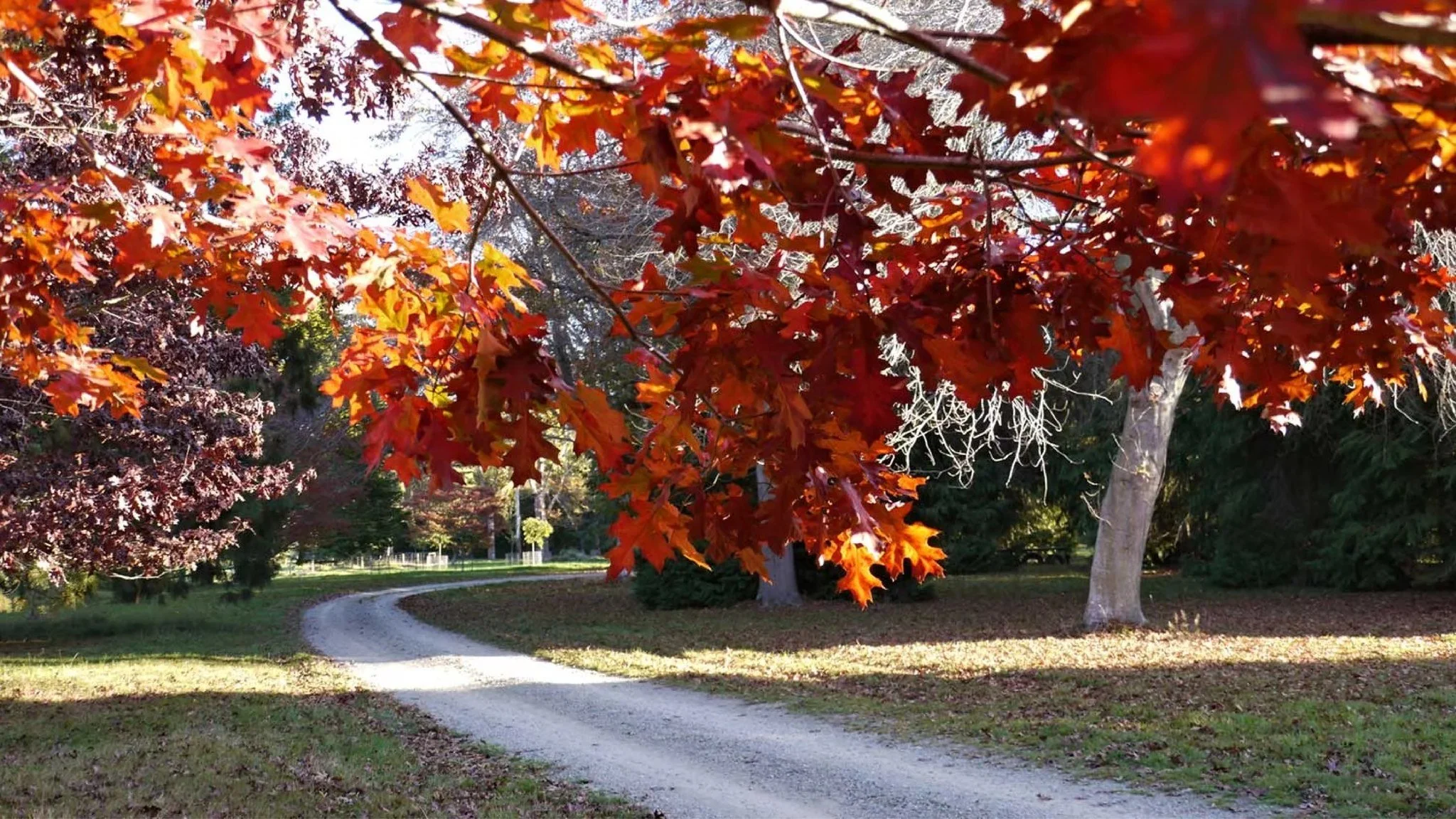 Knottingley Park and Arboretum is a great spot to visit in autumn. 🍁

The 36-hectare park sits on the edge of Waimate, accessed off Waihao Back Road.

You can walk, run or ride - it&rsquo;s dog and horse friendly. Just keep an eye out and respect an