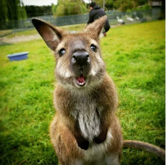 WALLABY PARK TEMPORARILY CLOSED 🦘

Just a heads-up for anyone planning a visit - EnkleDooVery Korna Wallaby Park is temporarily closed.

It's one of our most popular attractions, and not just for the wallabies. Gwen "the wallaby lady" is a
