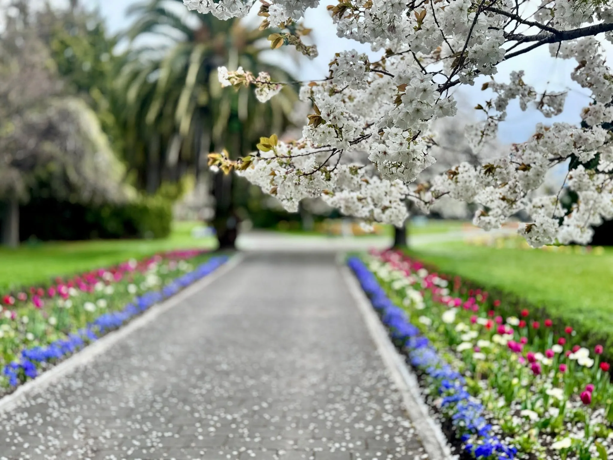 VICTORIA PARK IN SPRING 🌸🌿

Put Victoria Park on your list of places to visit in Waimate this spring.

Just a five-minute walk from the centre of town.

🌳 Plenty of space to walk, relax and picnic
🛝 A playground designed by kids, for kids
🦘 Wall