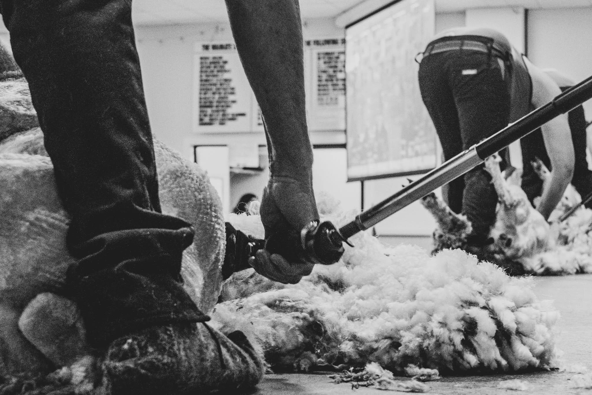 CLICK GO THE SHEARS - THIS WEEKEND

Maybe less clicking and more whirring but blade shearing is also on display.

The Waimate Shears NZ Spring Shearing Competition  is on Friday and Saturday this weekend.

Now in its 59th year, the event brings some 