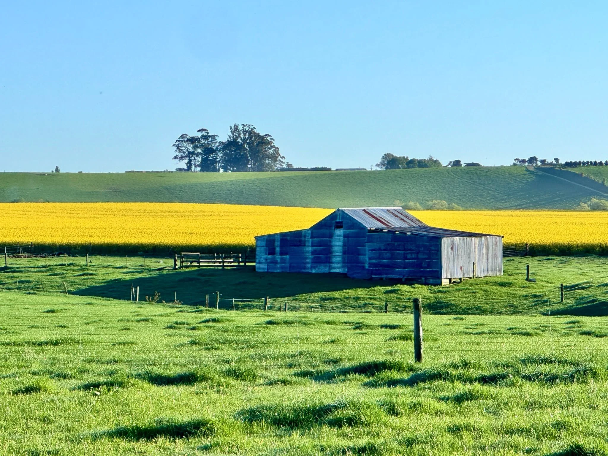 It's that time of year again - South Canterbury paddocks become fields of gold.

There are some great photo opportunities but please don't enter the paddocks and be safe if pulling over to view.