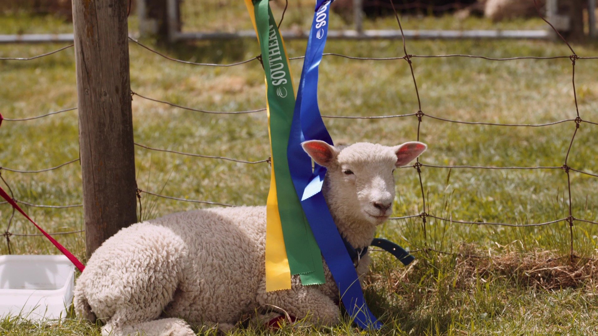 COME AND MEET THE ANIMALS 🐑🐴🦙

Timaru and Waimate joined forces in 2011 for the Southern Canterbury A&amp;P Show.

And it's coming up - Saturday 7 November.

You don't have to be a farmer to enjoy this great day out -  Agricultural and Pastoral (A