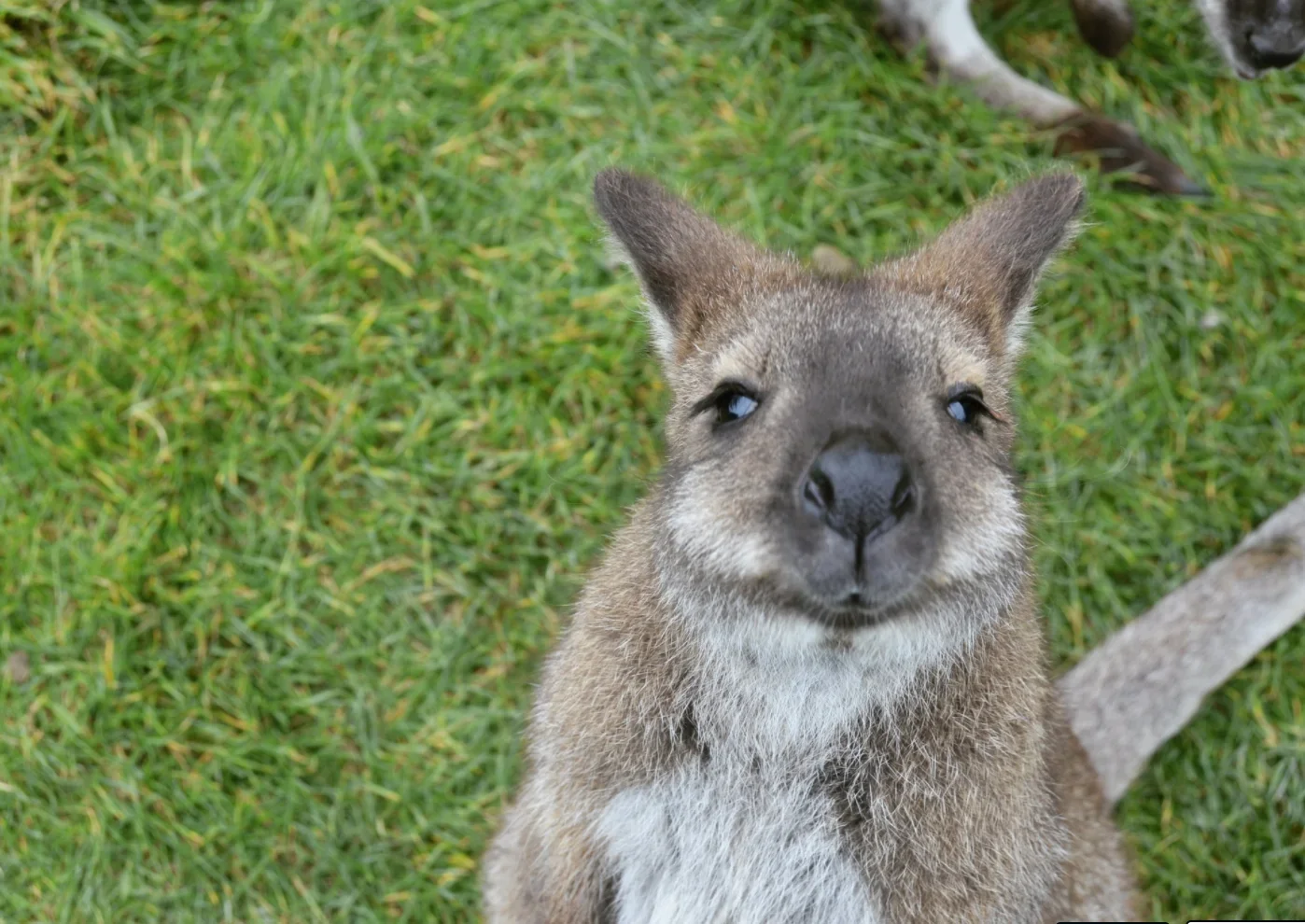 Hand feed wallabies