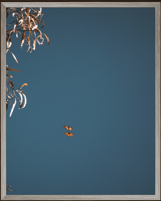 Drift Oak MidCentury Frame