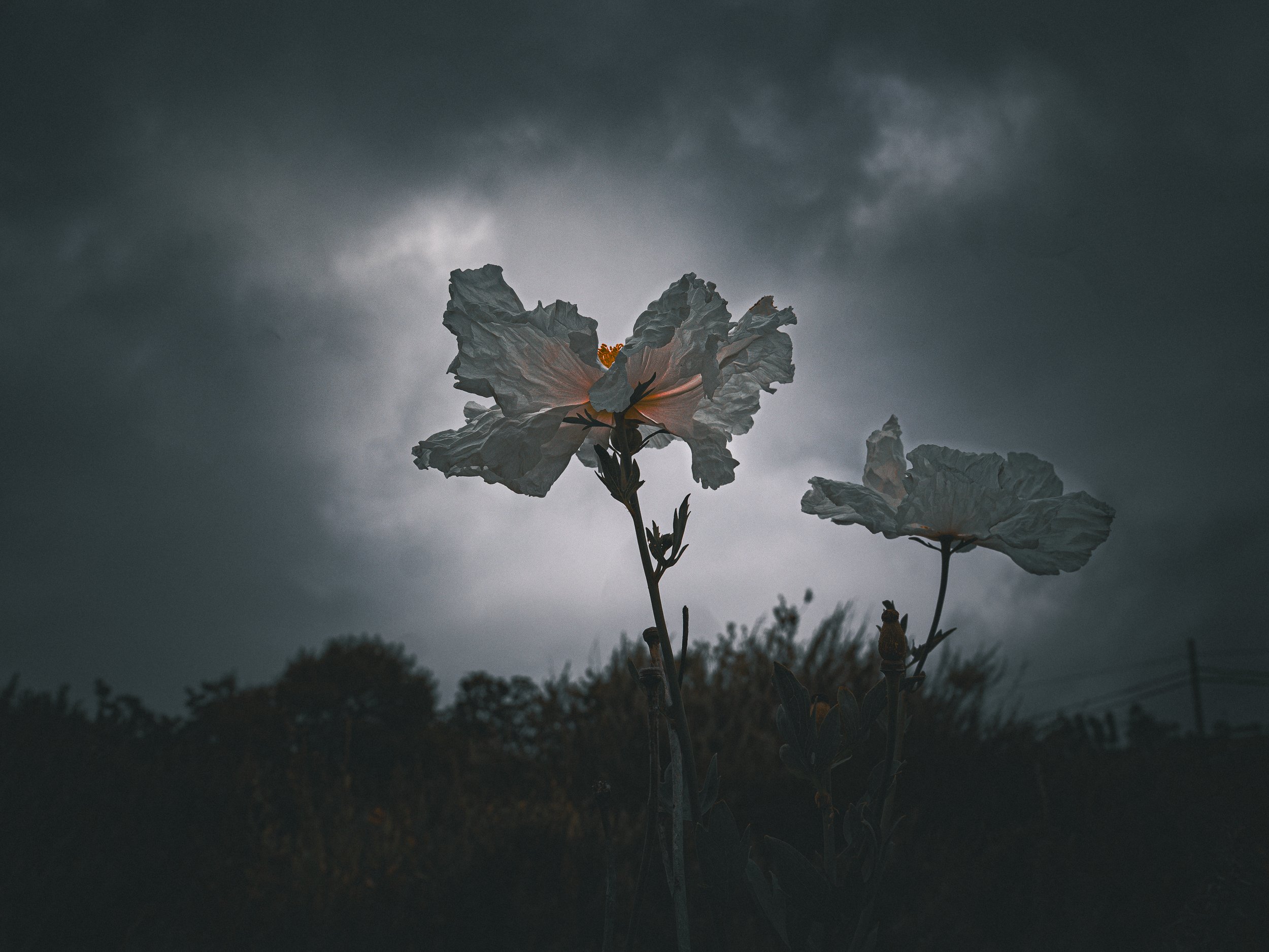 Holding Light, fine art botanical photograph of a blooming California Matilija poppy illuminated by soft natural light.
