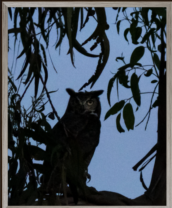 Not Alone framed in Oak MidCentury