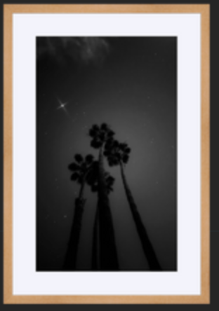 Night Palms Framed.png