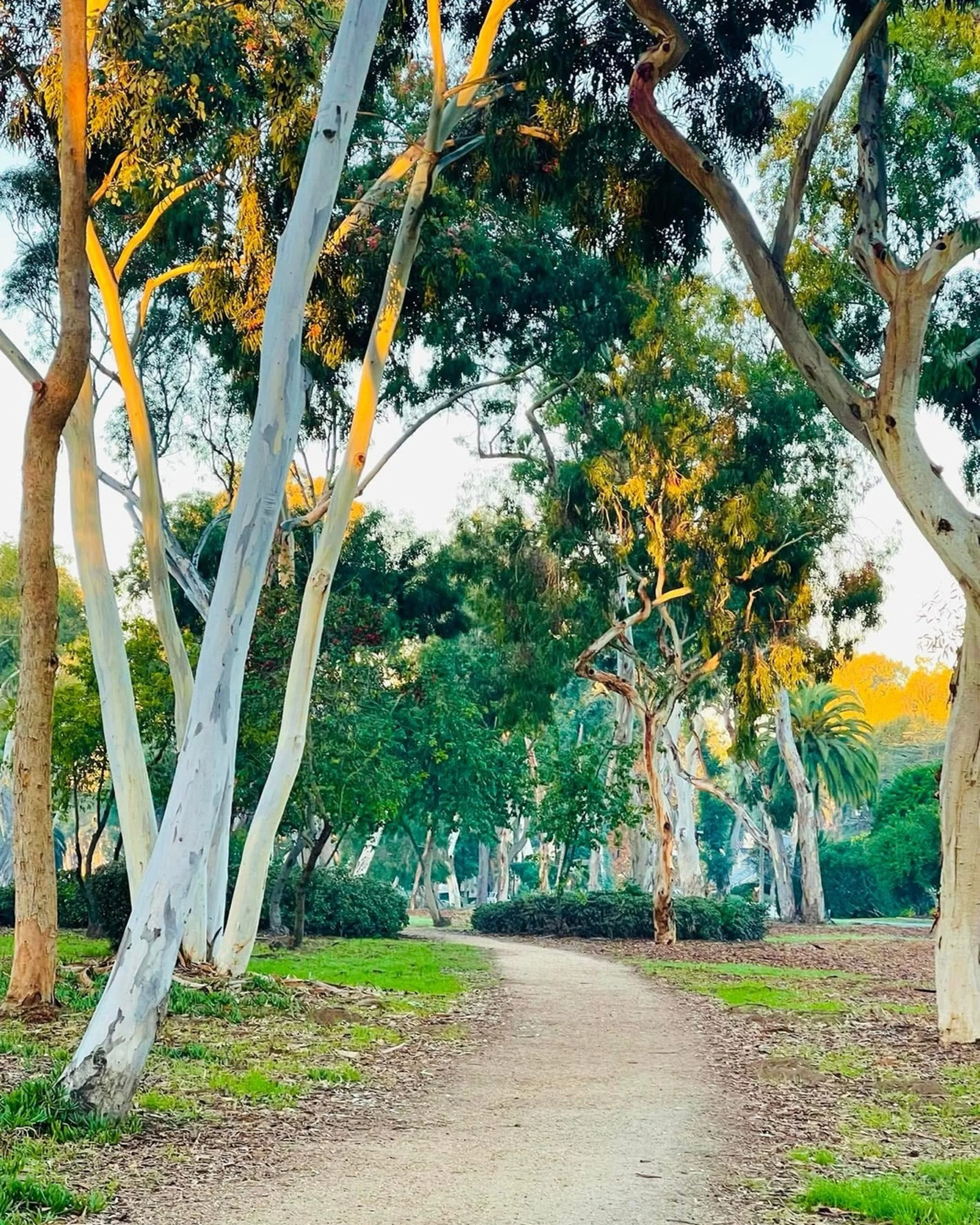 Sunlit Eucalyptus Path