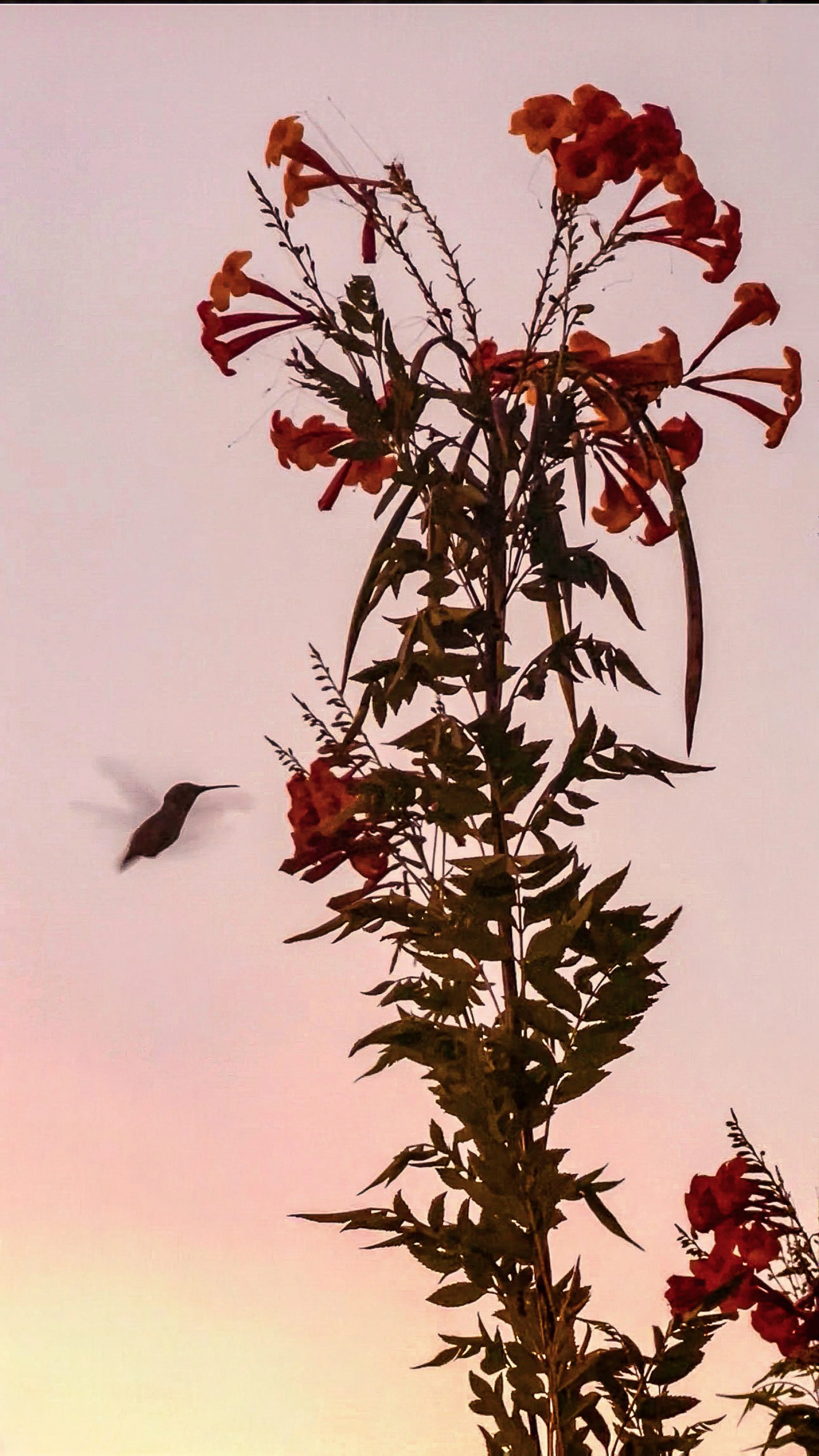 Hummingbird in Pastel Sky