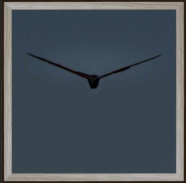 Monarch, Eye Level Oak MidCentury Frame