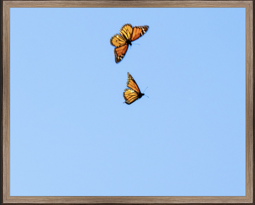 Release_Walnut Mid Century Frame