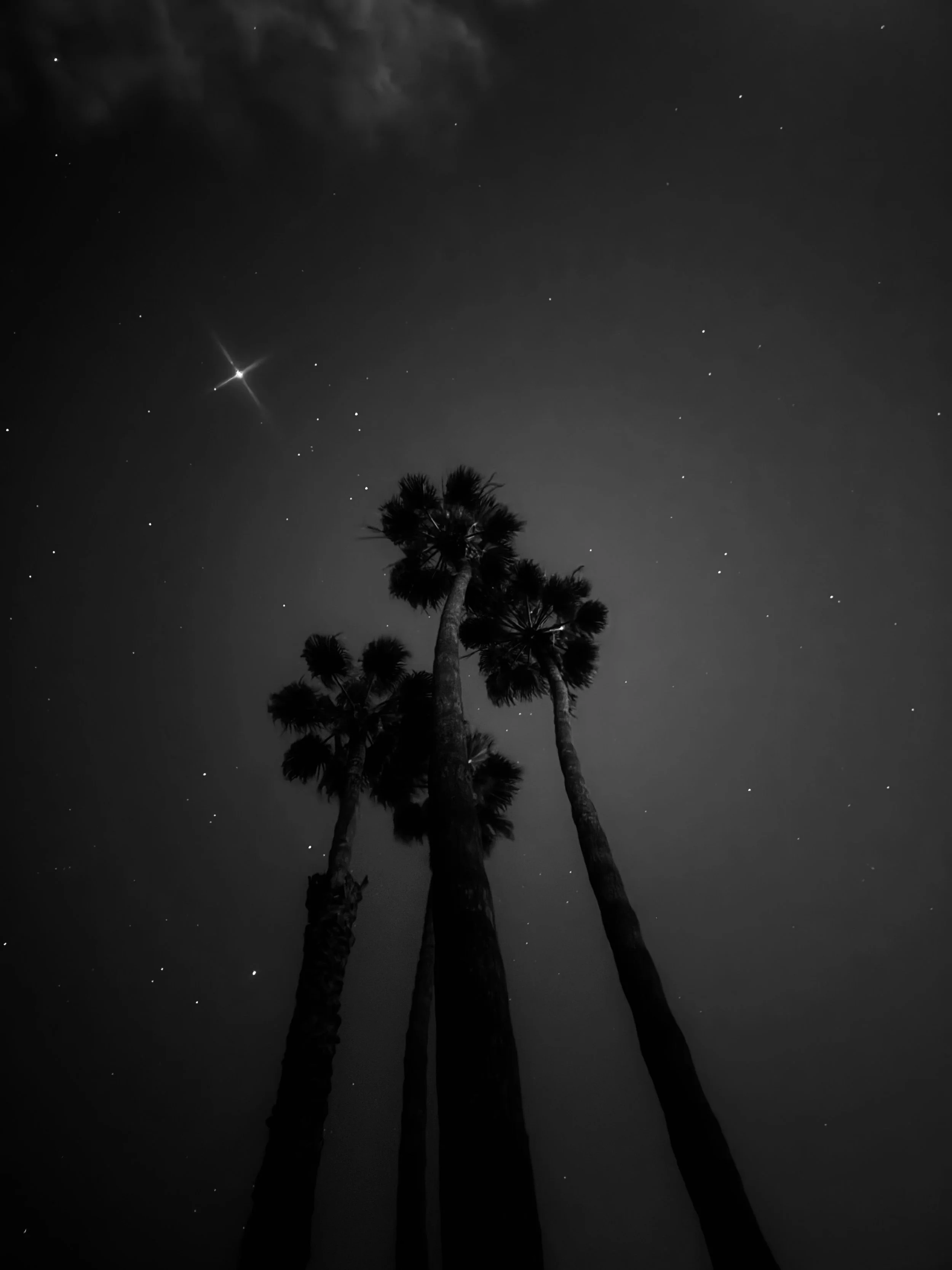 Moonlit palm trees silhouetted against a deep blue night sky in Southern California fine art photography.