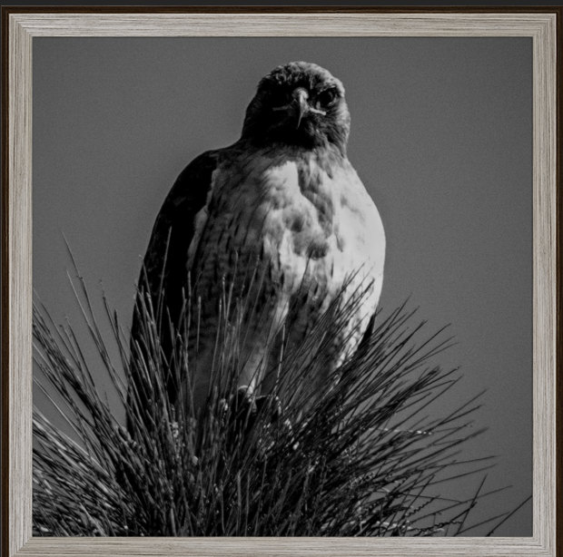 Under Watch framed in Oak MidCentury