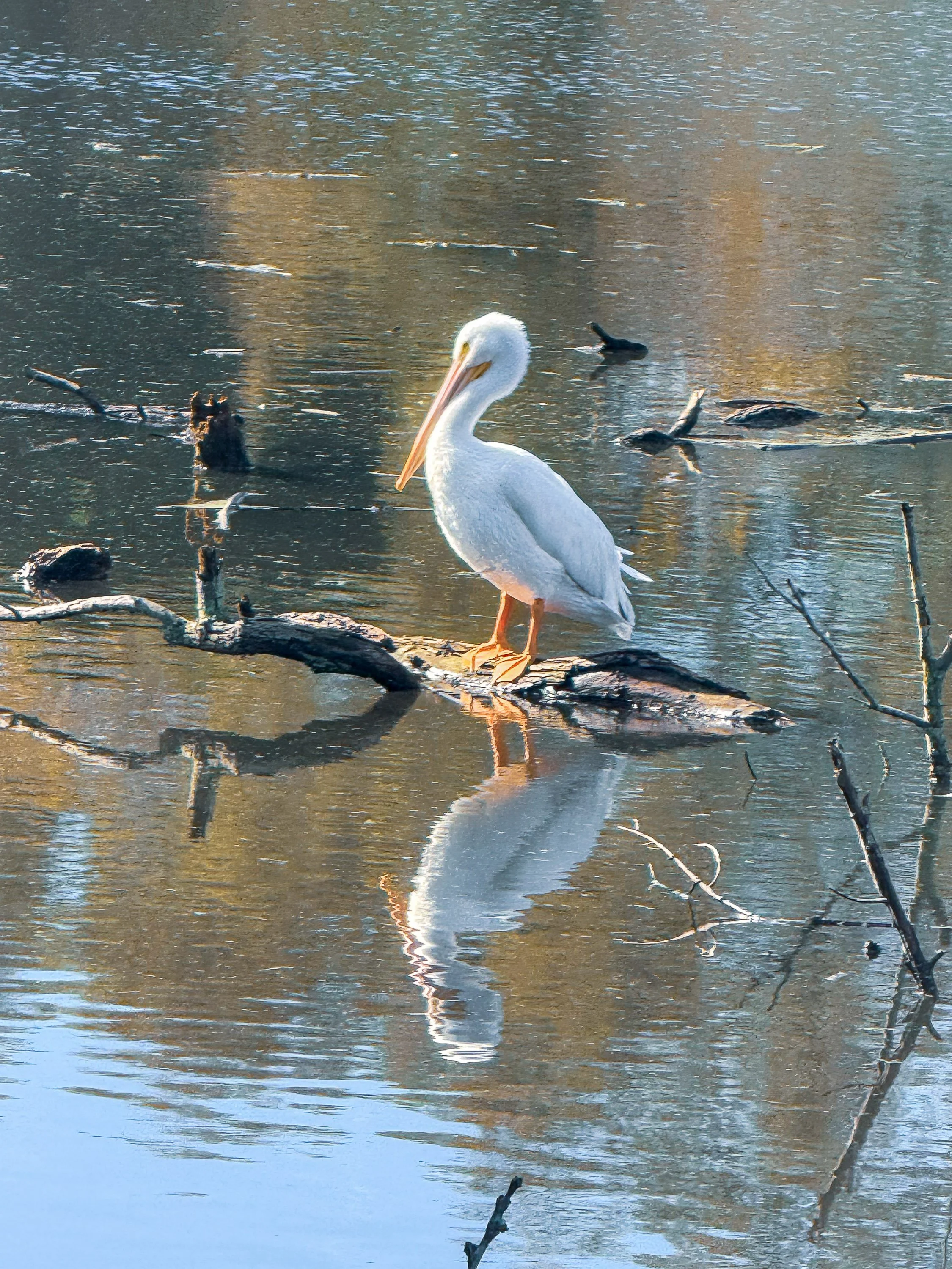 Pelican Stillness