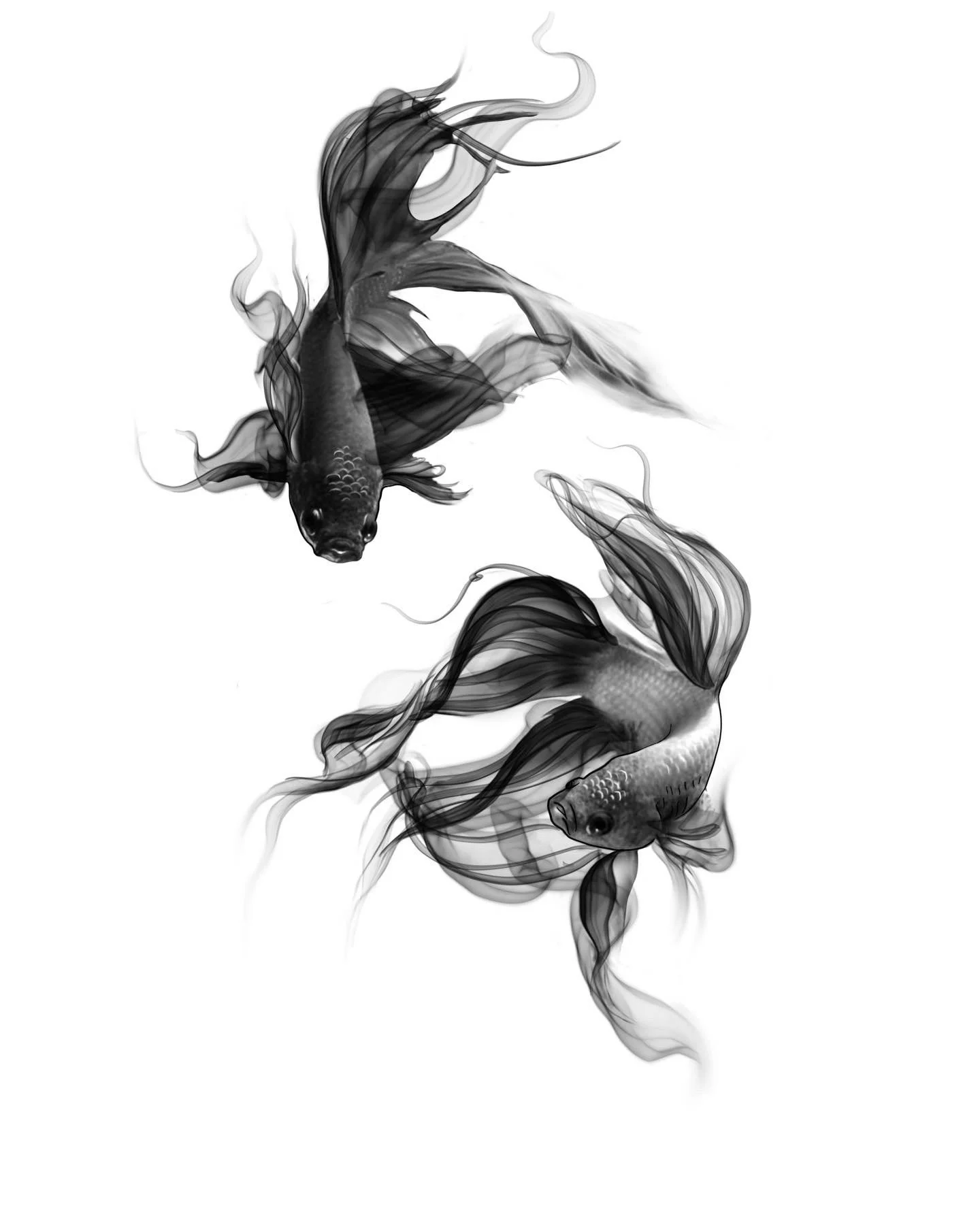 Smoky Betta