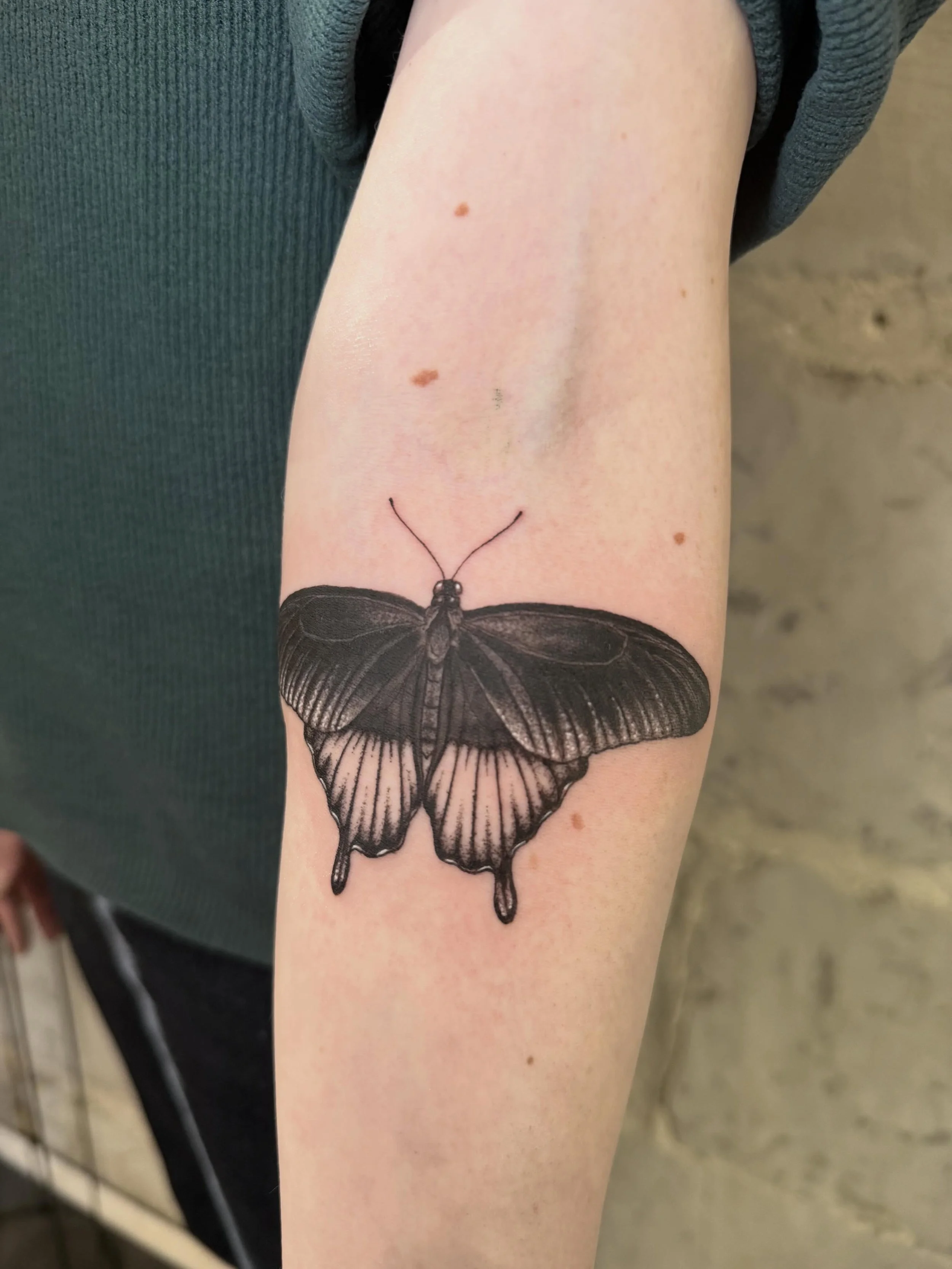 I&rsquo;d never heard of this butterfly until my client brought it to me to tattoo.
Asian swallowtail for Pauline. Thank you!

#butterflytattoo #blackworktattoo #illustrativetattoo #realismtattoo #nztattooartist