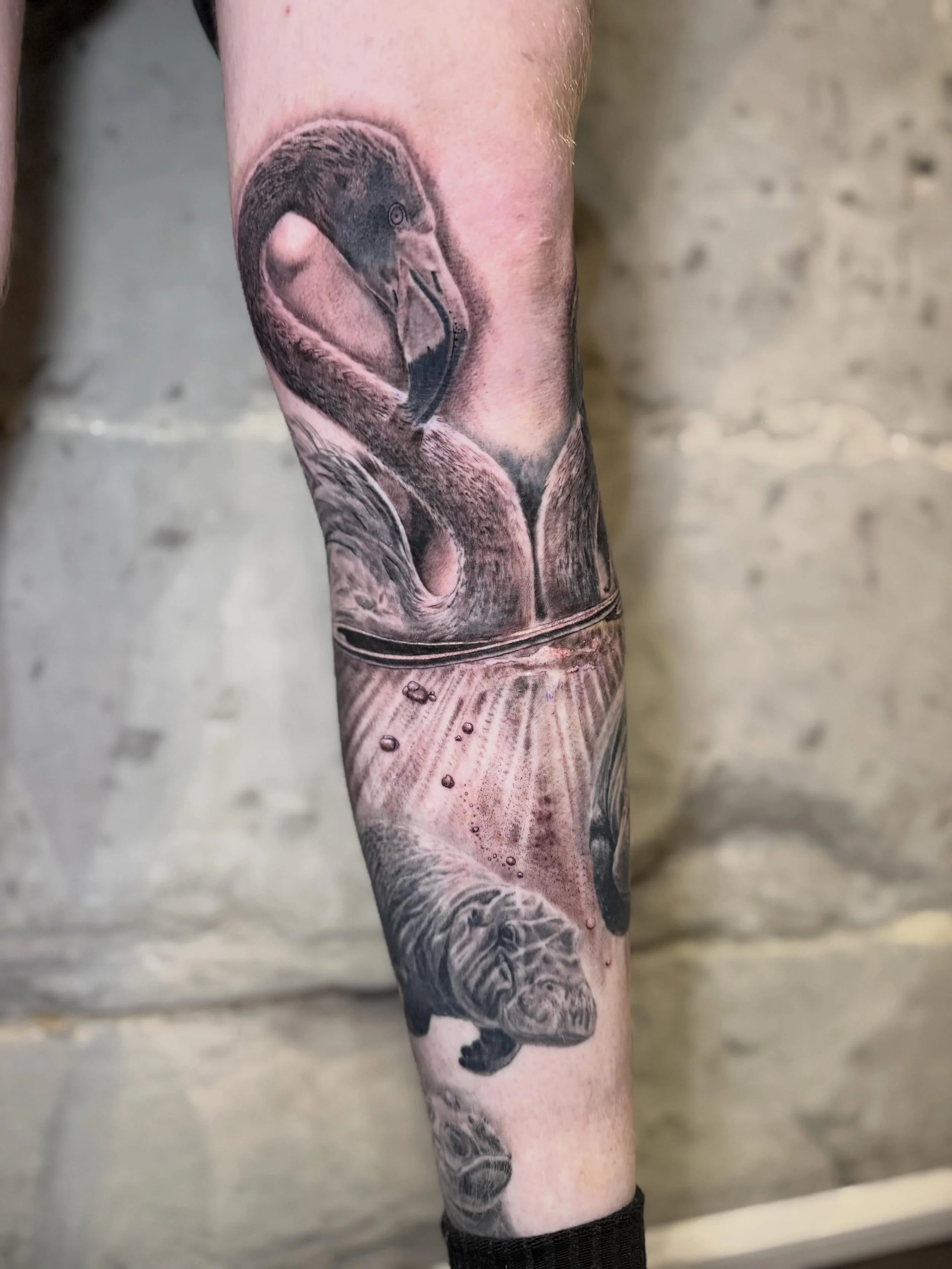 Pablo&rsquo;s hippos..Half leg sleeve in progress for @pablo_keen97 
Thanks for kicking me in your sleep, truly appreciate how well you sat. 

#realismtattoo #bnginksociety #flamingo #blackandgrey #nztattooartist