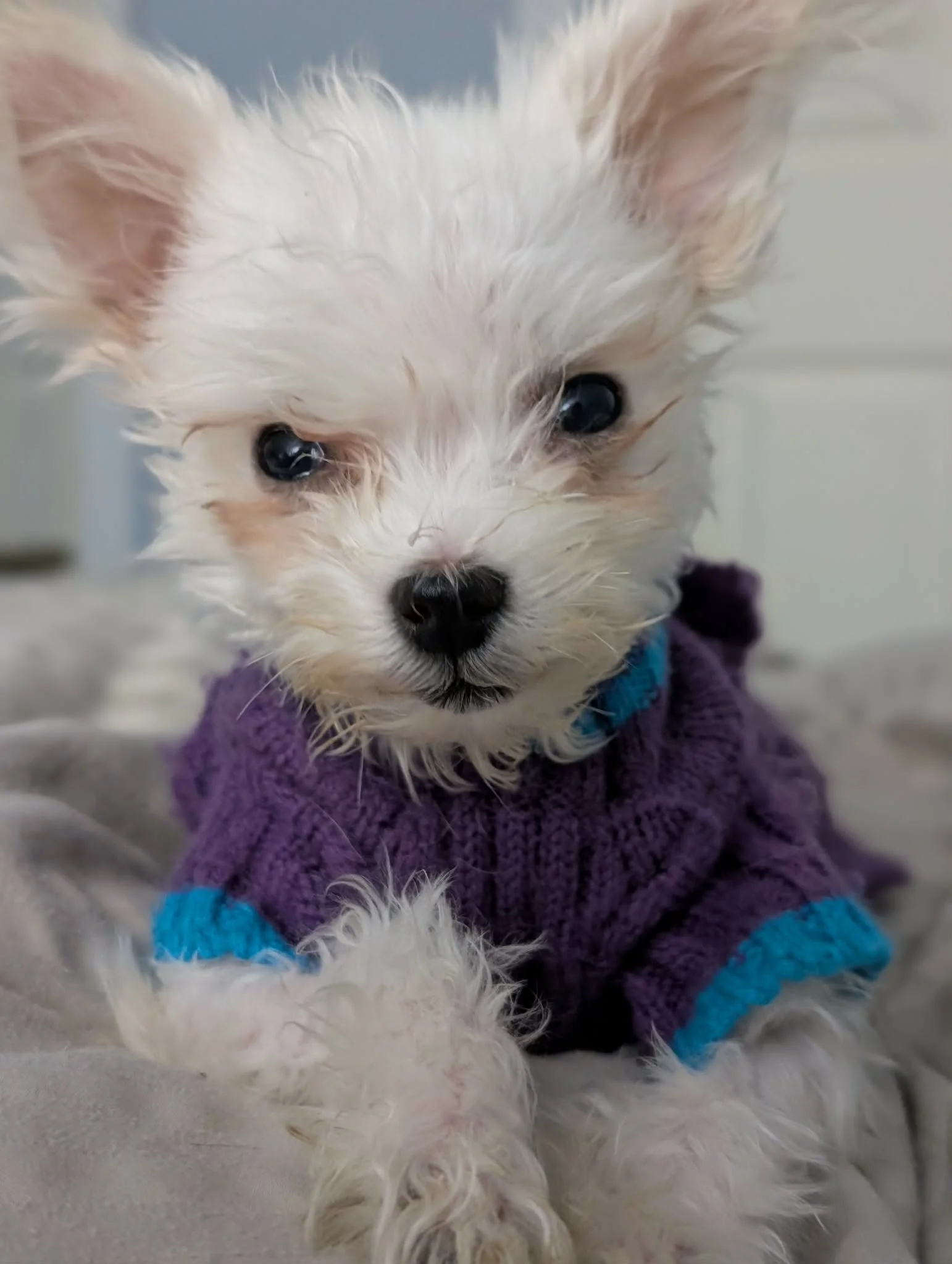 A cute small puppy with light-colored, slightly curly fur, wearing a purple sweater with blue trim, sitting on a pillow indoors.