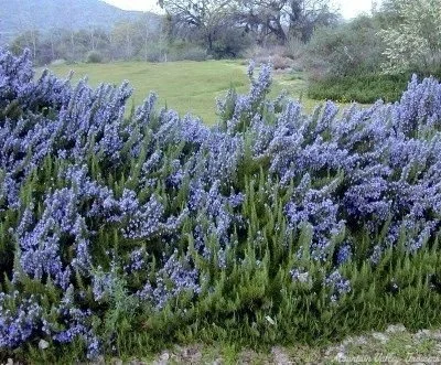 Rosemary (Rosmarinus) — shrub for landscaping in Reedsport