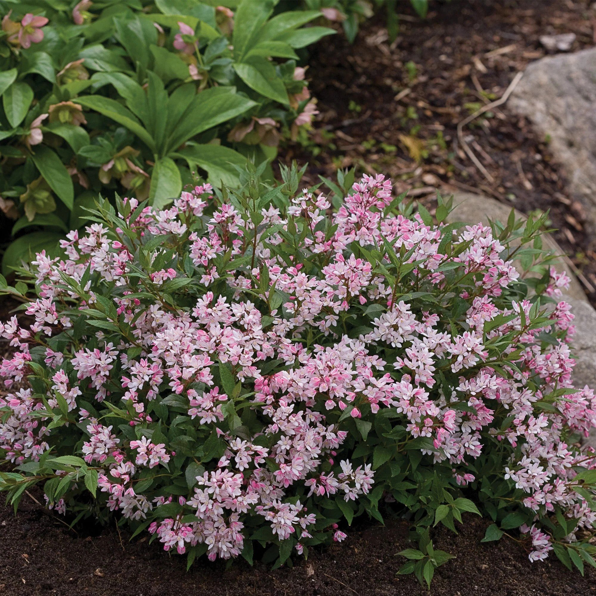 Deutzia (Deutzia) — shrub for landscaping in Bandon