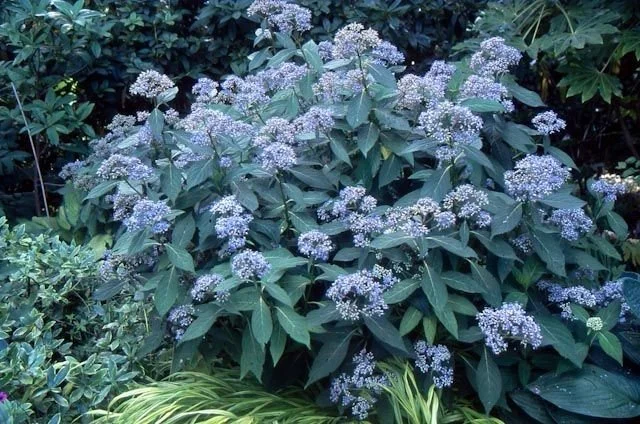 Dichroa (Dichroa) — shrub for landscaping in Reedsport
