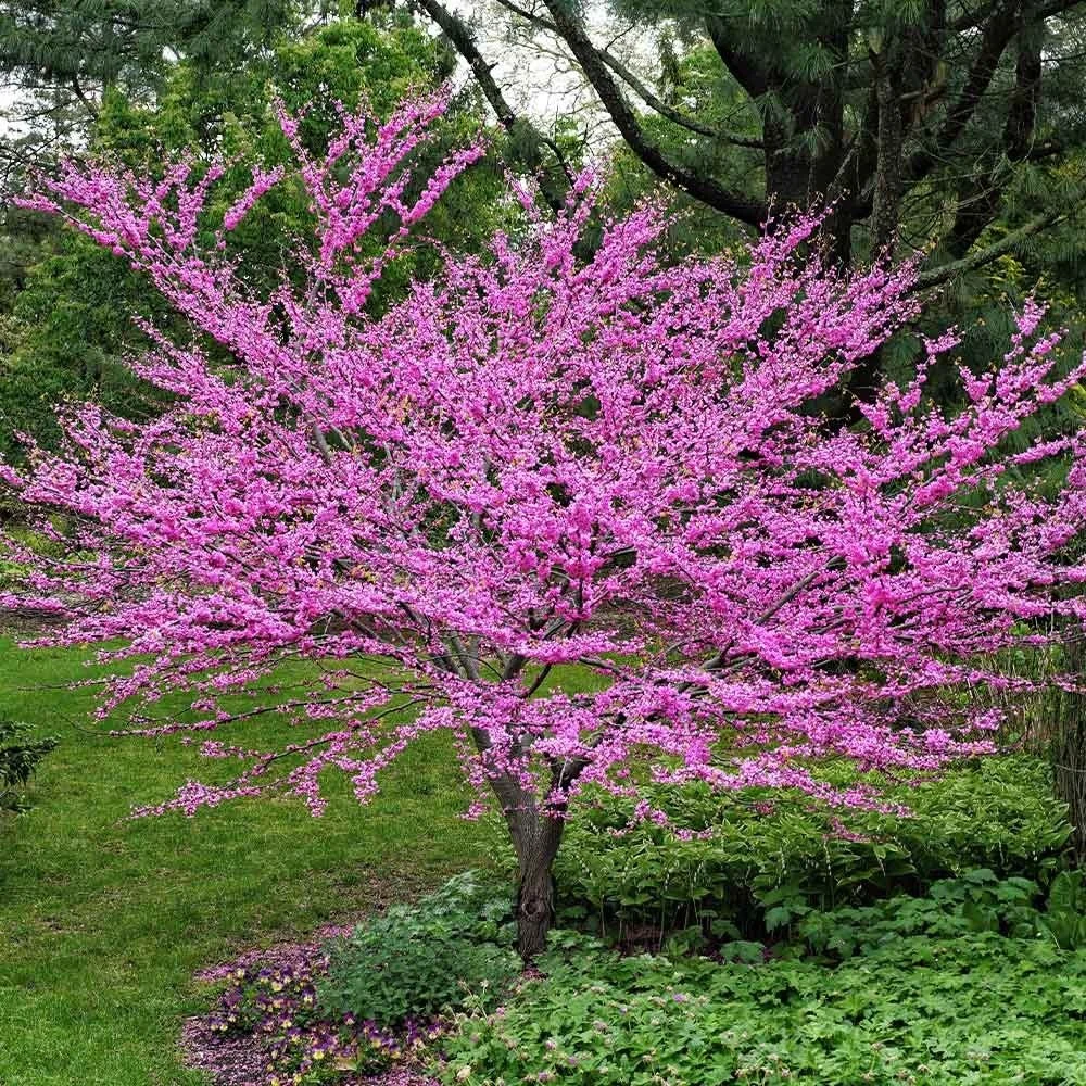 Redbud Tree (Cercis) — tree for landscaping in North Bend