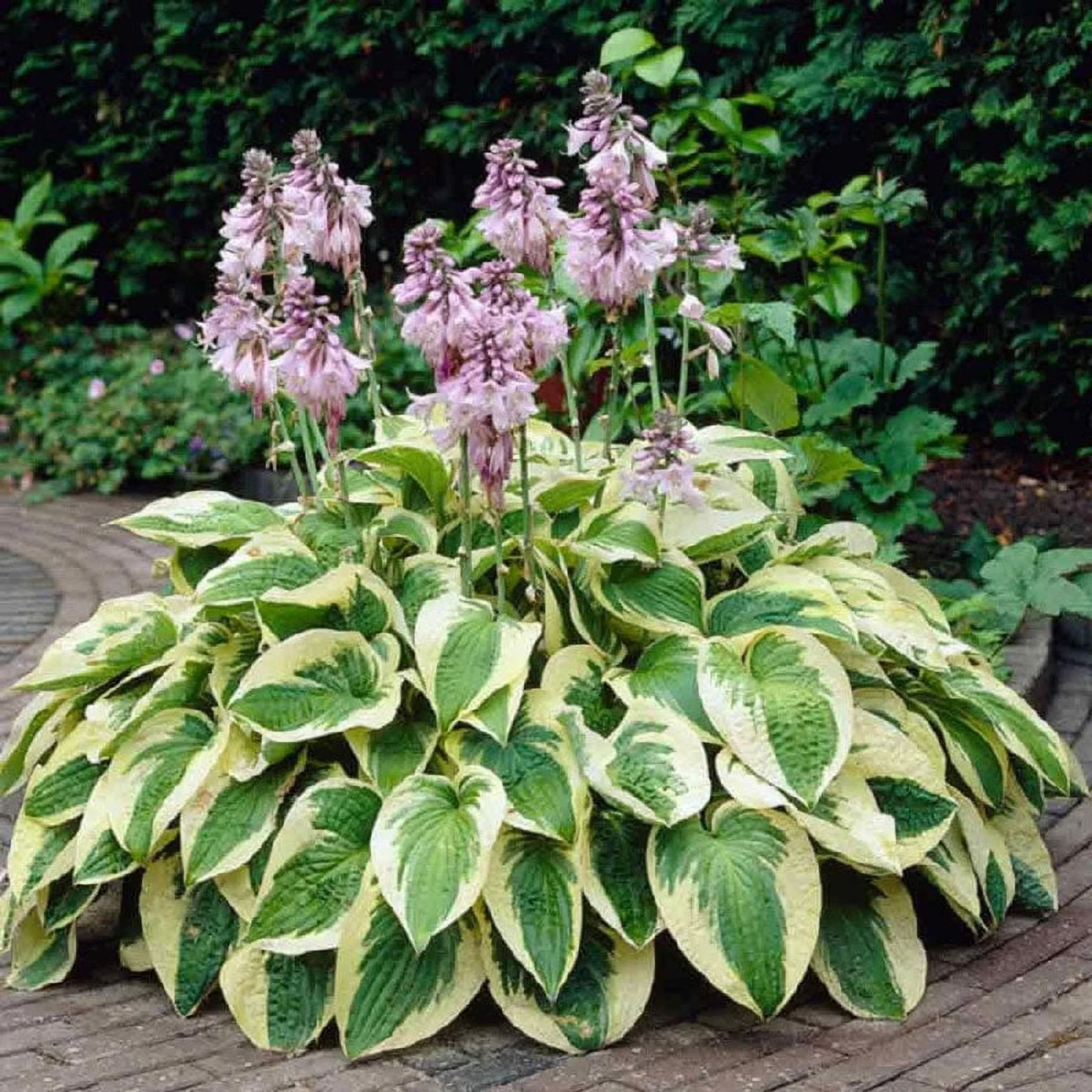 Plantain Lily (Hosta) — perennial for landscaping in Florence