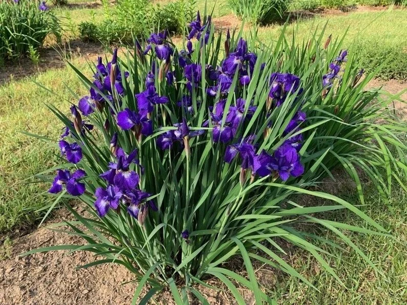Iris (Iris) — perennial for landscaping in southern Oregon coast