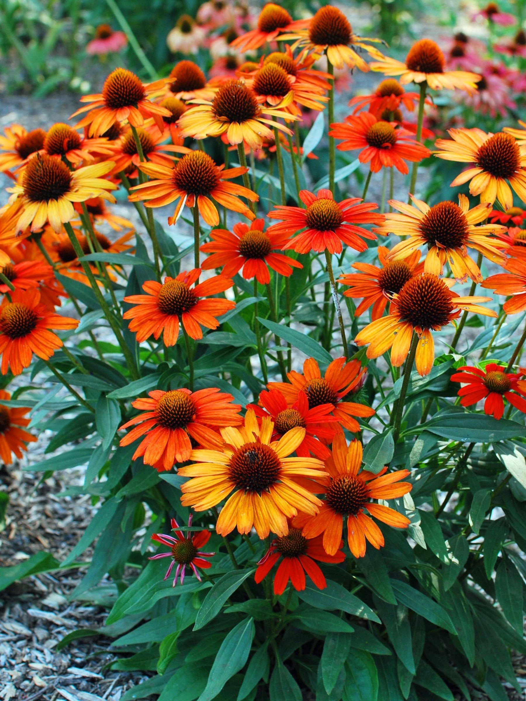 Coneflower (Echinacea) — perennial for landscaping in Florence