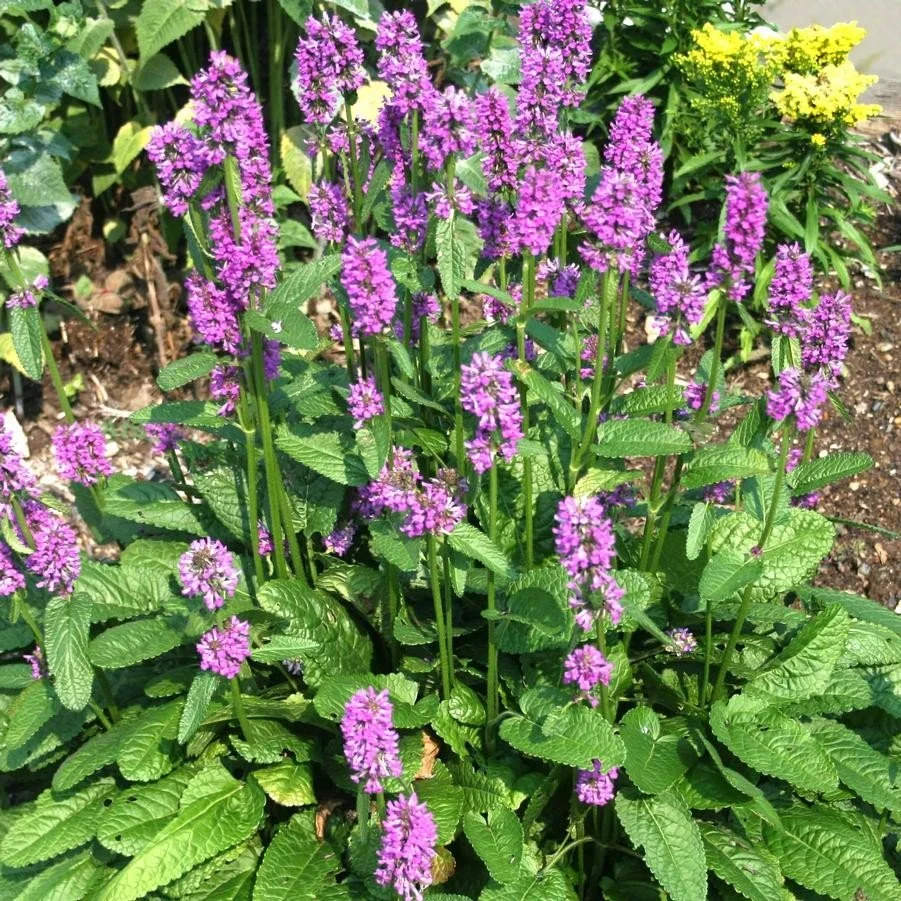 Lamb's Ear (Stachys) — perennial for landscaping in Reedsport