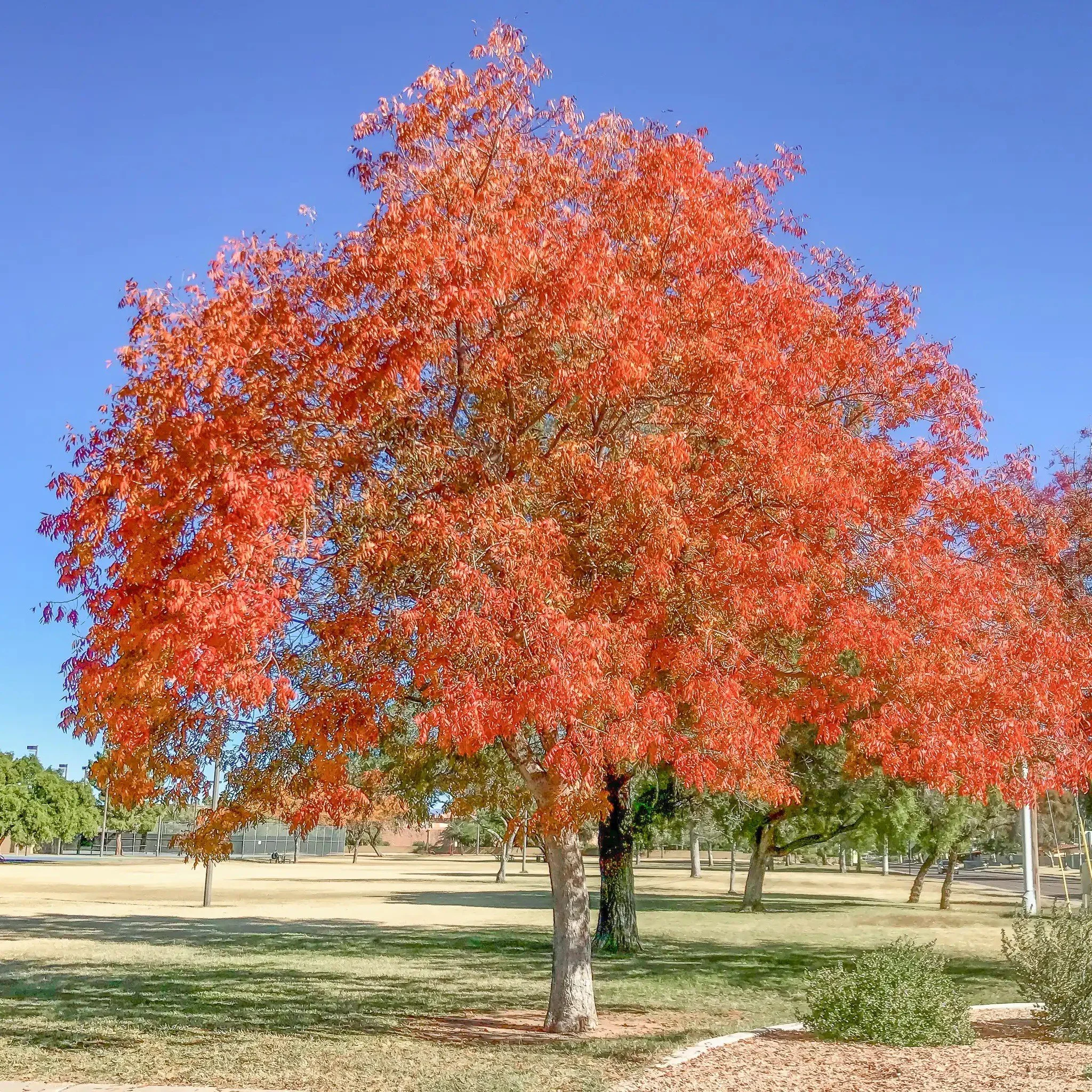 Pistache Tree (Pistacia) — tree for landscaping in Florence