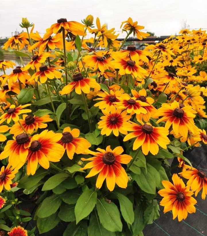 Black-Eyed Susan (Rudbeckia) — perennial for landscaping in Coos Bay