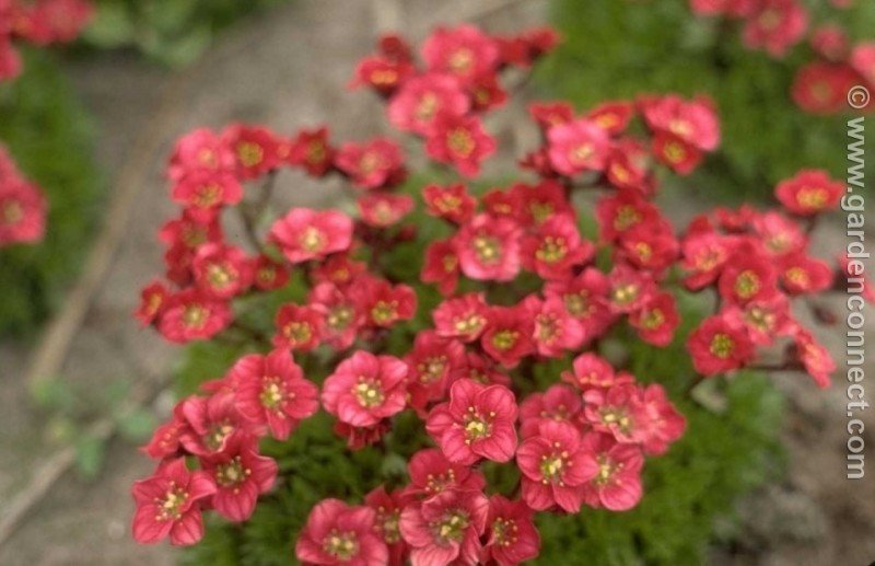 Saxifrage (Saxifraga) — perennial for landscaping in North Bend