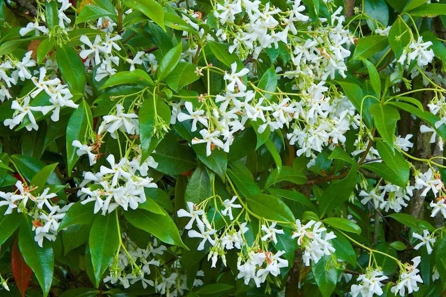 Star Jasmine (Trachelospermum) — vine for landscaping in central Oregon coast