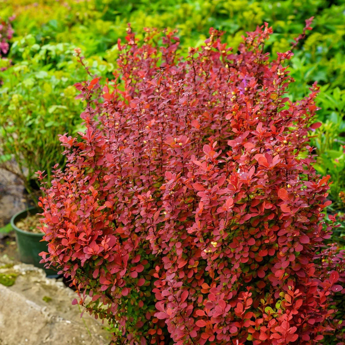 Barberry (Berberis) — shrub for landscaping in Coos Bay