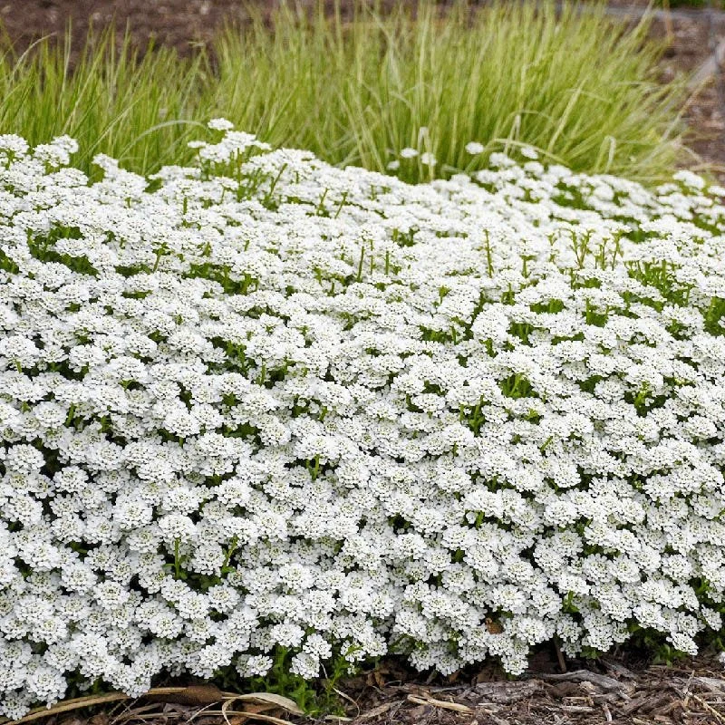 Candytuft (Iberis) — perennial for landscaping in Bandon