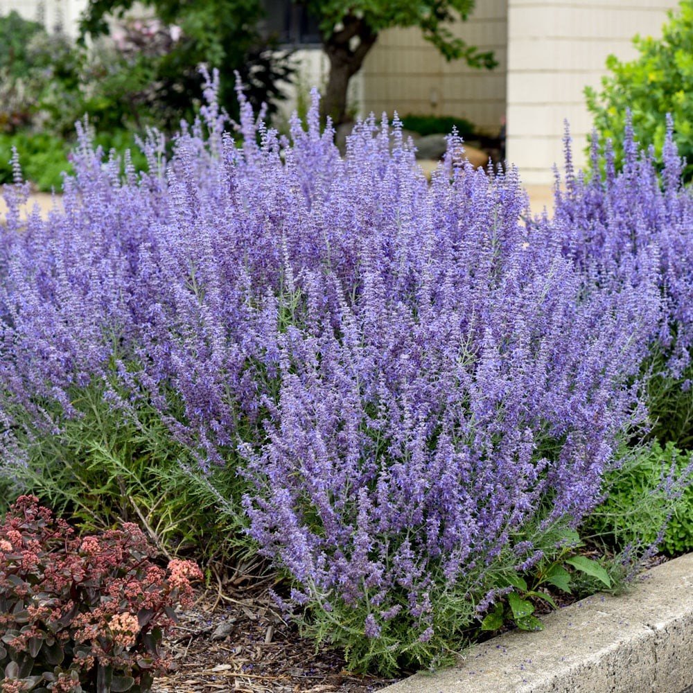 Russian Sage (Perovskia) — shrub for landscaping in Bandon