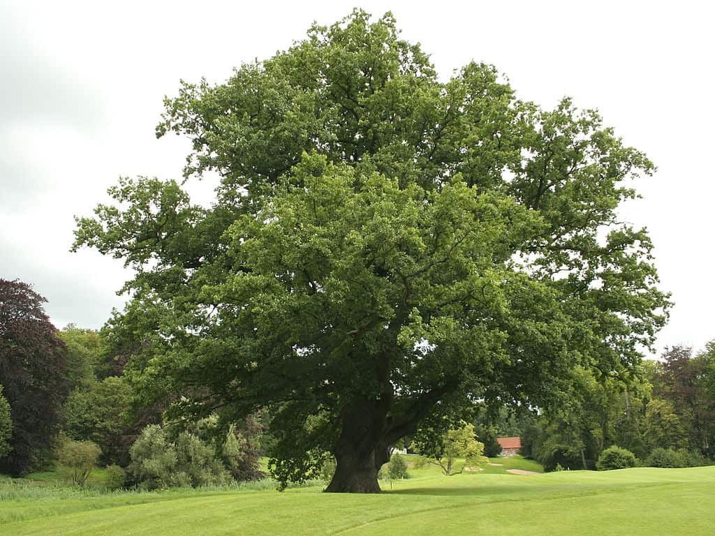 Oak Tree (Quercus) — tree for landscaping in Bandon