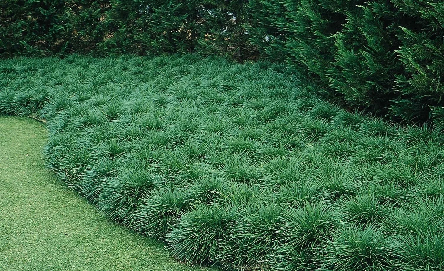 Mondo Grass (Ophiopogon) — groundcover for landscaping in Reedsport