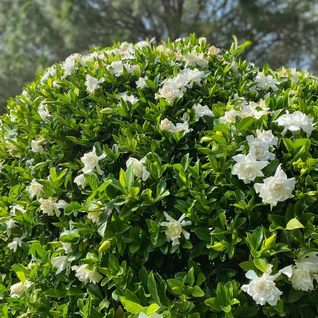Cape Jasmine (Gardenia) — shrub for landscaping in Coos Bay