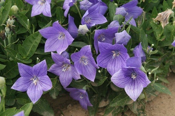 Balloon Flower (Platycodon) — perennial for landscaping in North Bend