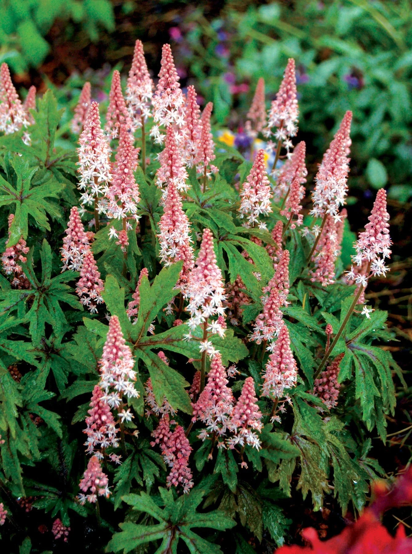 Foamflower (Tiarella) — perennial for landscaping in southern Oregon coast
