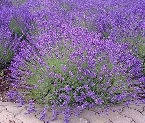 Lavender (Lavandula) — shrub for landscaping in North Bend
