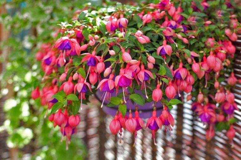 Fuchsia (Fuchsia) — shrub for landscaping in Reedsport