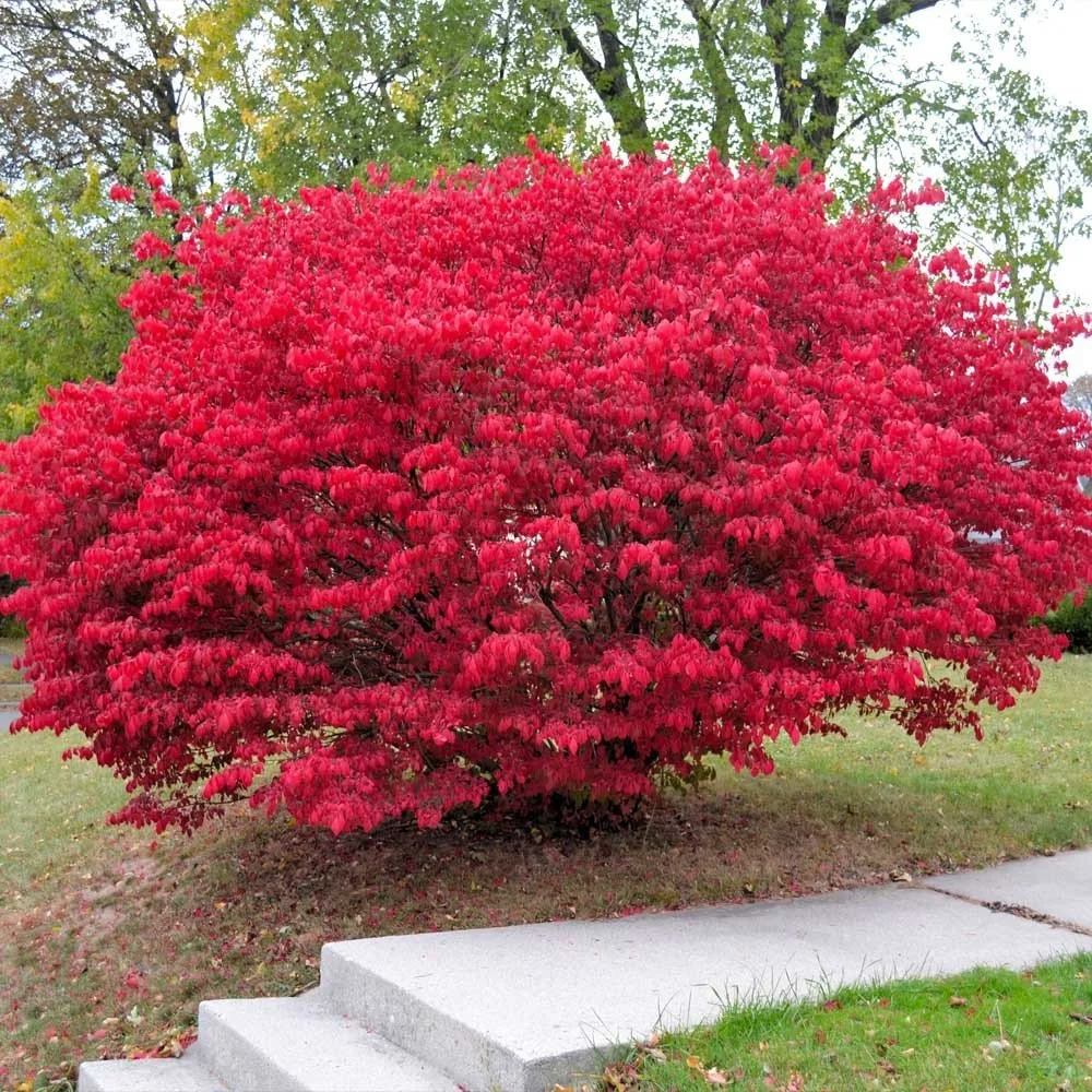 Burning Bush (Euonymus) — shrub for landscaping in central Oregon coast