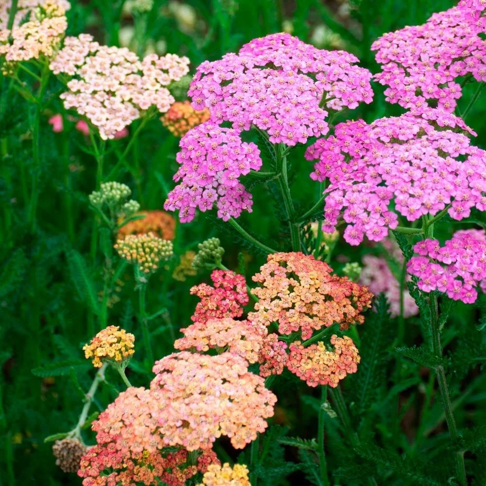 Yarrow (Achillea) — perennial for landscaping in North Bend