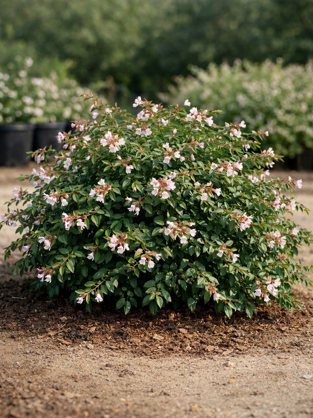 Abelia (Abelia) — shrub for landscaping in Reedsport