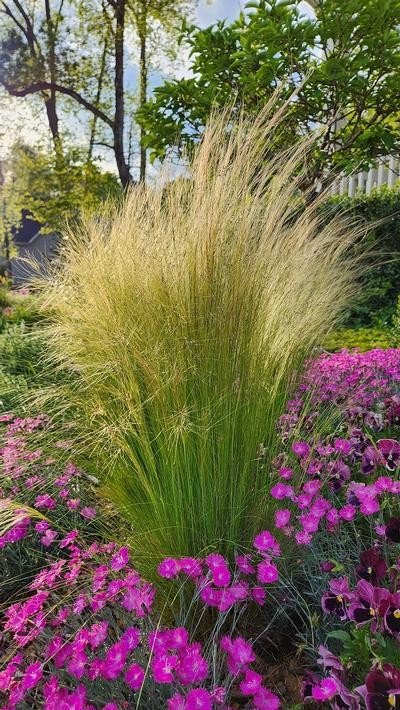 Ornamental grasses for coastal wind and texture