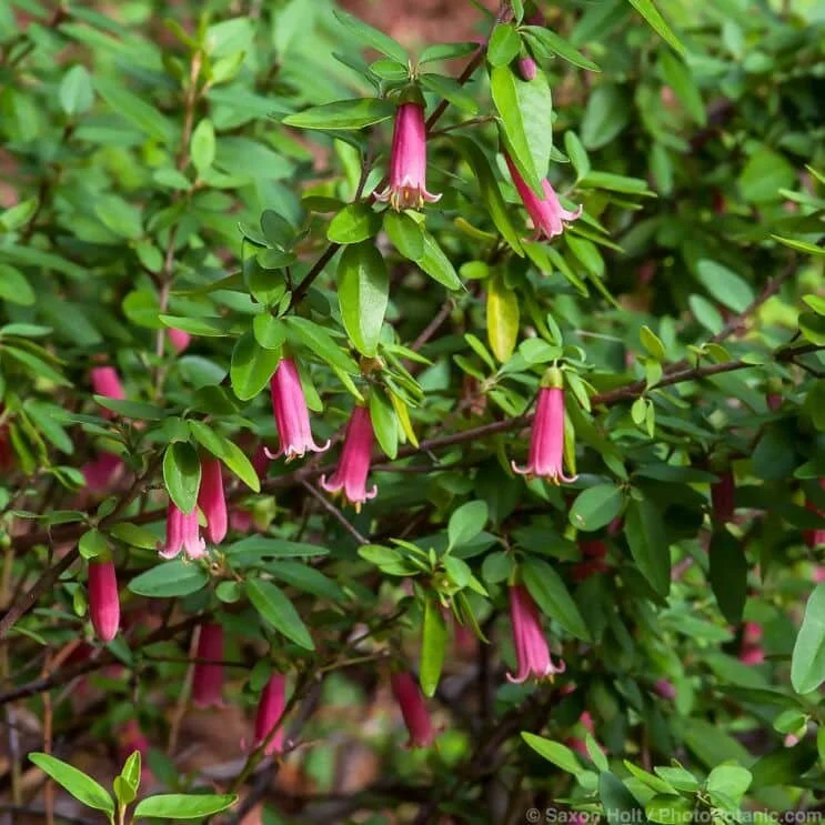 Australian Fuchsia (Correa) — shrub for landscaping in Florence
