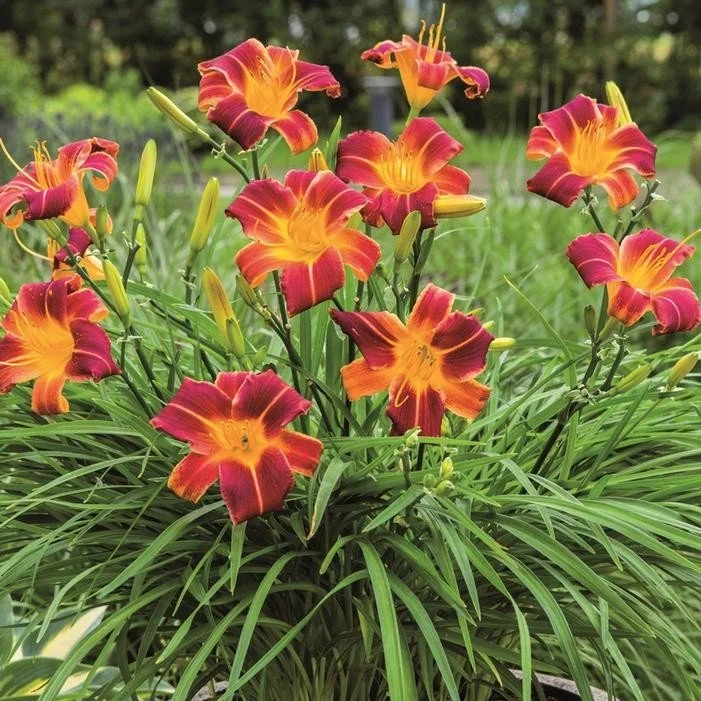Daylily (Hemerocallis) — perennial for landscaping in Oregon coast